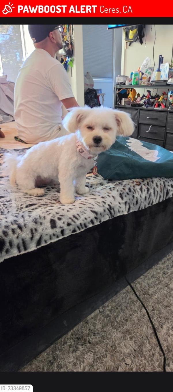 Lost Female Dog last seen No sure, Ceres, CA 95307