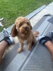 Lost Male Dog last seen Kingsbridge animal clinic in Coomer Creek area near Apollo Rd & Jessica Dr., Garland, TX 75040