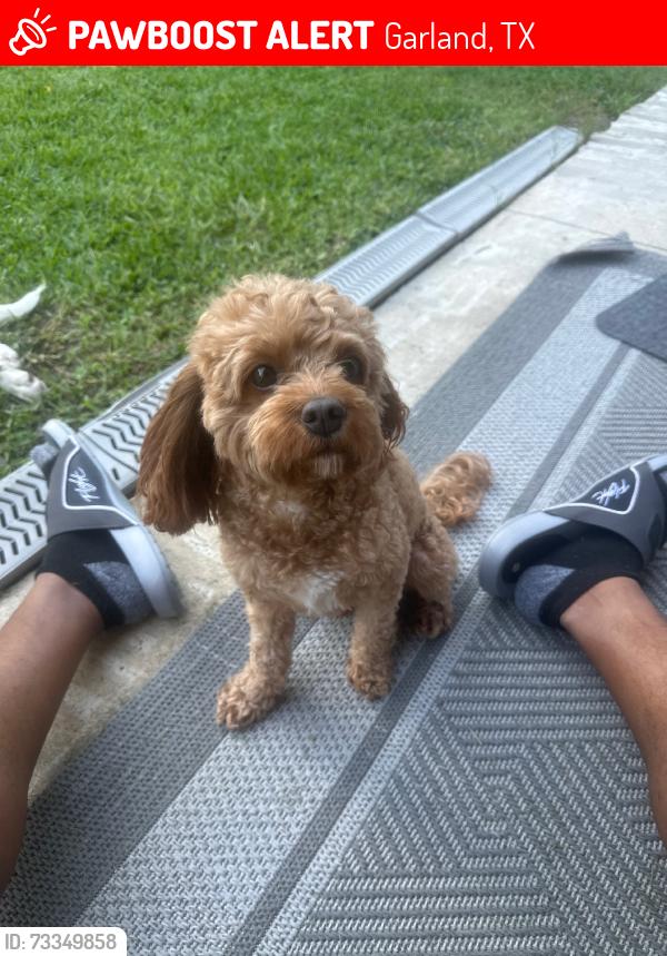 Lost Male Dog last seen Kingsbridge animal clinic in Coomer Creek area near Apollo Rd & Jessica Dr., Garland, TX 75040