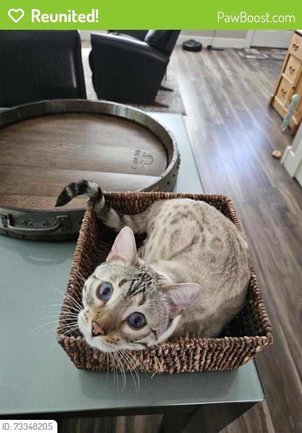 Reunited Male Cat last seen Bradburn Village Tennis Court, Westminster, CO 80031