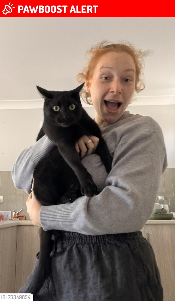Lost Female Cat last seen Sylvan drive, Moore Park Beach, QLD 4670