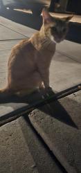 Reunited Male Cat last seen 39th ave and Sweetwater, Phoenix, AZ 85029
