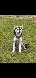 Reunited Male Dog last seen Near Titus Ave, Pomona, CA 91766, USA, Pomona, CA 91766