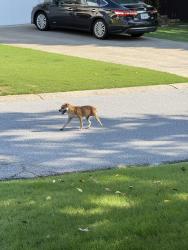 Found/Stray Unknown Dog last seen Bagley Drive and Morning Dove at Huntersrun subdivision, Forsyth County, GA 30024