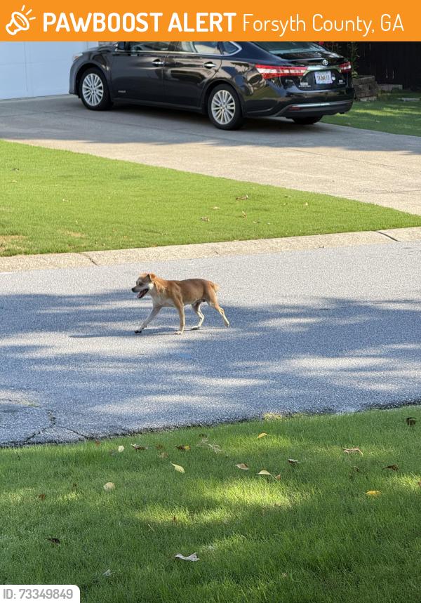 Found/Stray Unknown Dog last seen Bagley Drive and Morning Dove at Huntersrun subdivision, Forsyth County, GA 30024