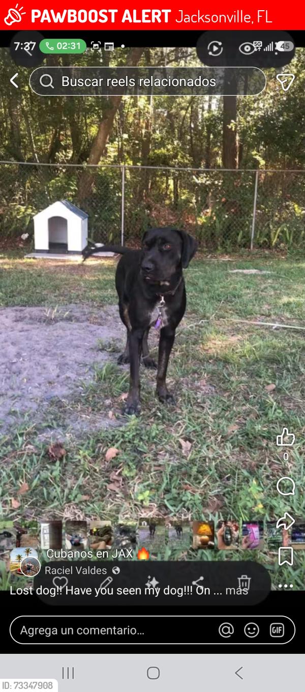 Lost Male Dog last seen Alhurst, Jacksonville, FL 32277