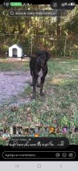 Lost Male Dog last seen Alhurst, Jacksonville, FL 32277