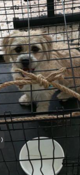Found/Stray Male Dog last seen Desert Inn and Eastern, Las Vegas, NV 89169