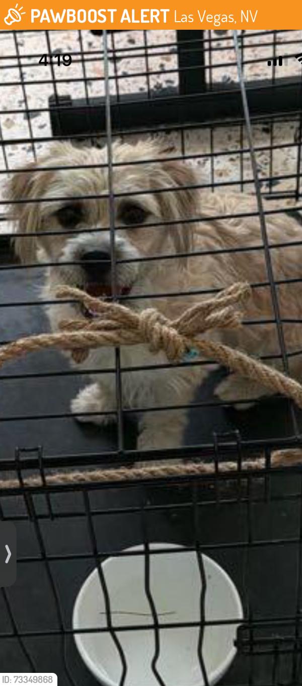 Found/Stray Male Dog last seen Desert Inn and Eastern, Las Vegas, NV 89169
