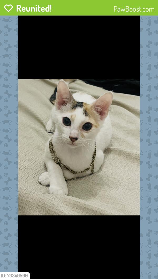 Reunited Female Cat last seen Near nw 83rd lane sunrise fl, Sunrise, FL 33351