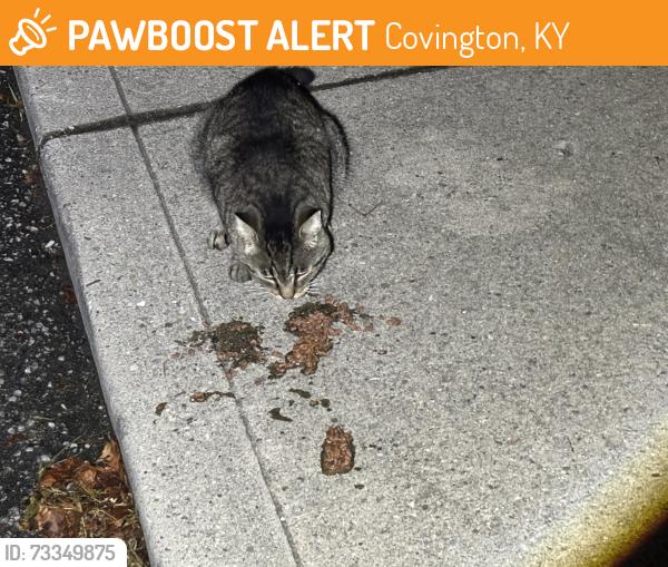 Found/Stray Unknown Cat last seen Keene with Philadelphia, Covington, KY 41011