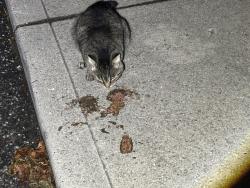 Found/Stray Unknown Cat last seen Keene with Philadelphia, Covington, KY 41011