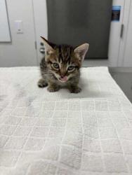 Shelter Stray Male Cat last seen Flintock and 79th, 64129, MO, 7077 Elmwood Ave, Kansas City, MO 64132, USA