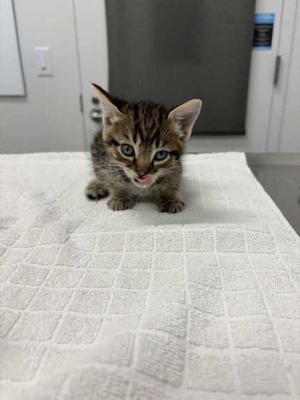 Shelter Stray Male Cat last seen Flintock and 79th, 64129, MO, 7077 Elmwood Ave, Kansas City, MO 64132, USA