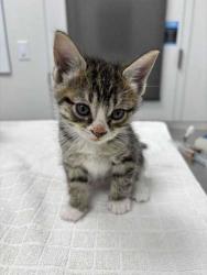 Shelter Stray Female Cat last seen Flintock and 79th, 64129, MO, 7077 Elmwood Ave, Kansas City, MO 64132, USA