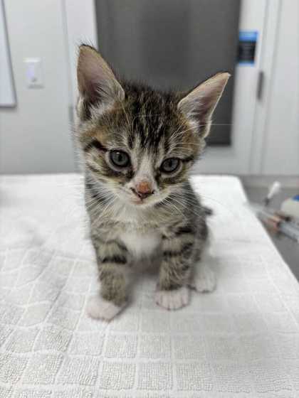 Shelter Stray Female Cat last seen Flintock and 79th, 64129, MO, 7077 Elmwood Ave, Kansas City, MO 64132, USA