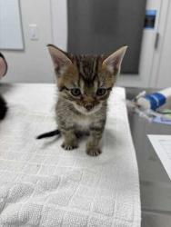 Shelter Stray Male Cat last seen Flintock and 79th, 64129, MO, 7077 Elmwood Ave, Kansas City, MO 64132, USA