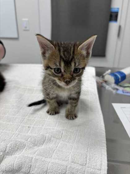 Shelter Stray Male Cat last seen Flintock and 79th, 64129, MO, 7077 Elmwood Ave, Kansas City, MO 64132, USA