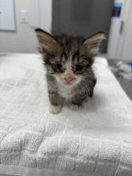 Shelter Stray Male Cat last seen Flintock and 79th, 64129, MO, 7077 Elmwood Ave, Kansas City, MO 64132, USA