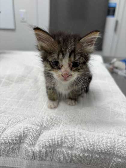 Shelter Stray Male Cat last seen Flintock and 79th, 64129, MO, 7077 Elmwood Ave, Kansas City, MO 64132, USA