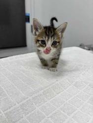 Shelter Stray Female Cat last seen Flintock and 79th, 64129, MO, 7077 Elmwood Ave, Kansas City, MO 64132, USA
