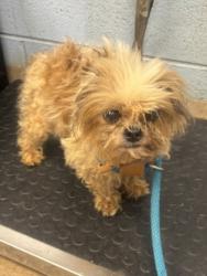 Shelter Stray Female Dog last seen Near Fifth Avenue, Jonesboro, GA 30236, Other - Out of County, GA, 3280 Chamblee Dunwoody Rd, Chamblee, GA 30341, USA