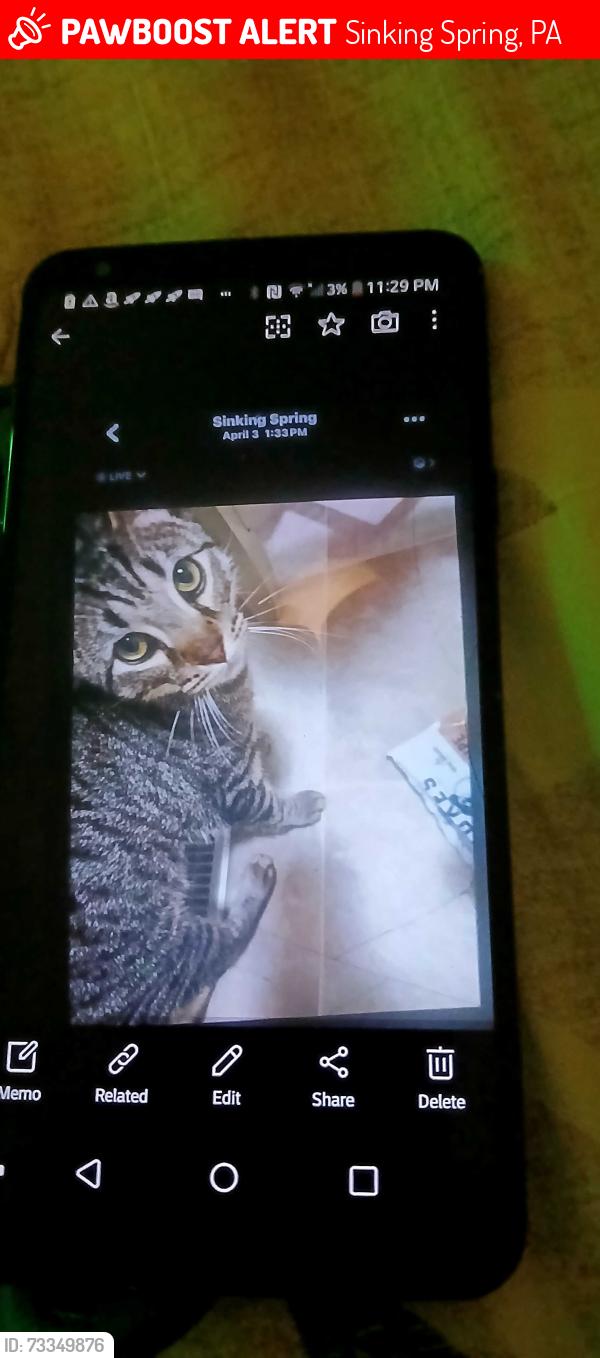 Lost Male Cat last seen Sinking spring pa, Sinking Spring, PA 19608