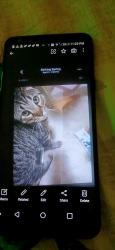 Lost Male Cat last seen Sinking spring pa, Sinking Spring, PA 19608