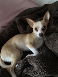 Lost Male Dog last seen Dulce mami, Cicero, IL 60804