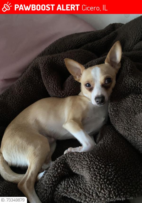 Lost Male Dog last seen Dulce mami, Cicero, IL 60804