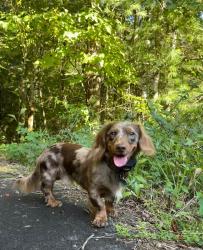 Reunited Male Dog last seen Foresthil blvd and Kirk rd, Palm Springs, FL 33406