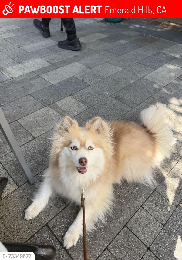 Lost Female Dog last seen Downtown Mountain View, Mountain View, CA 94041