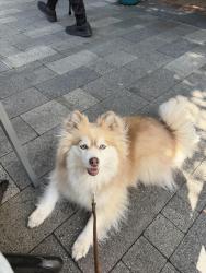 Lost Female Dog last seen Downtown Mountain View, Mountain View, CA 94041