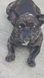 Lost Male Dog last seen 98th ave and D.St, Oakland, CA 94603