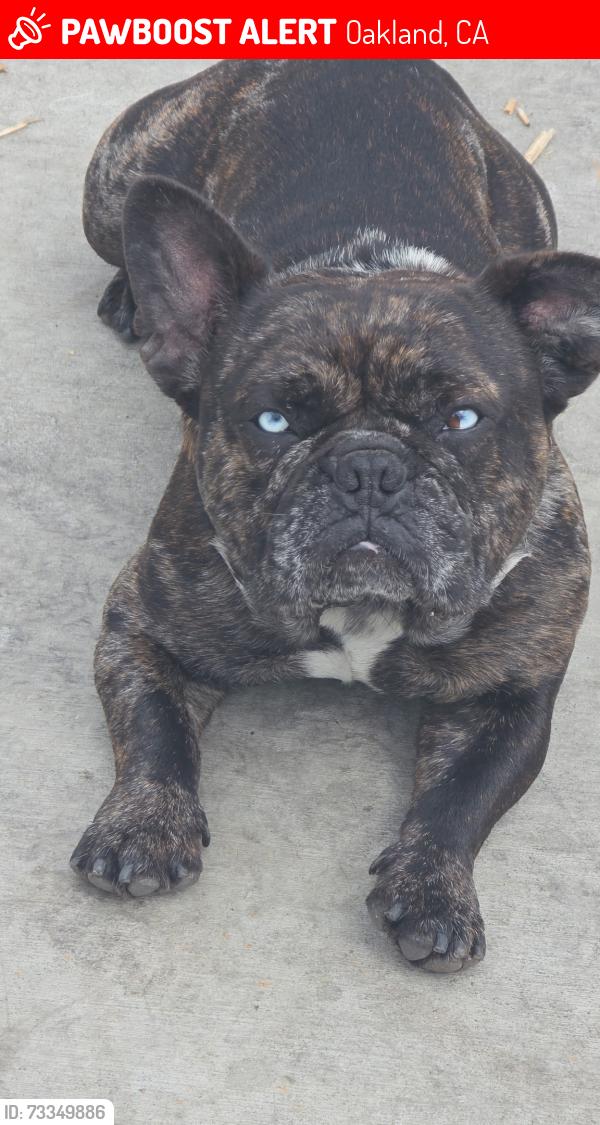 Lost Male Dog last seen 98th ave and D.St, Oakland, CA 94603