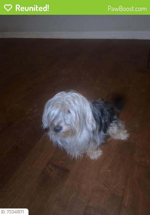 Reunited Male Dog last seen Evans High School, Evans, GA 30809