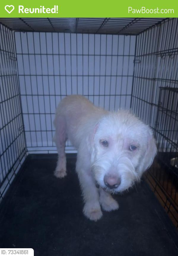 Reunited Male Dog last seen Near Evans High School, Evans, GA 30809
