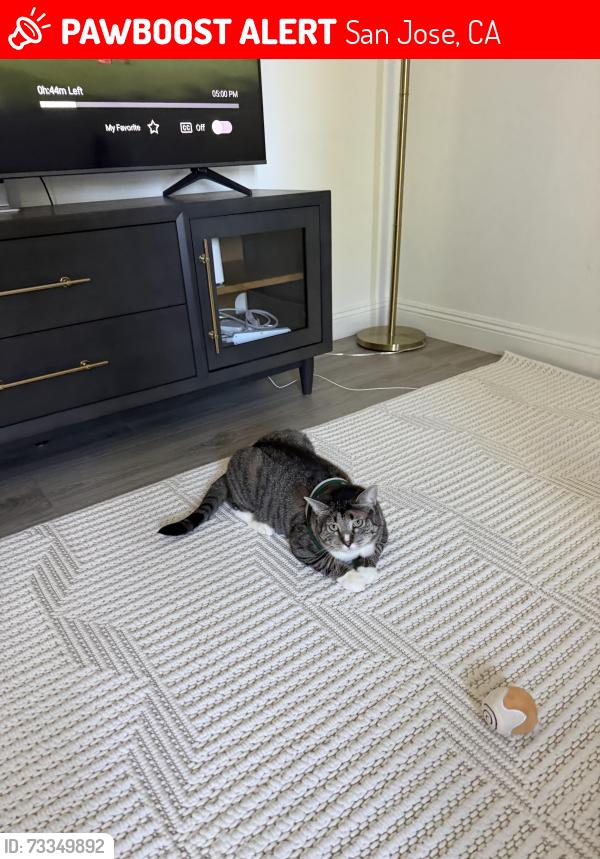 Lost Male Cat last seen Near Bismarck Dr San Jose, CA 95130 United States, San Jose, CA 95130