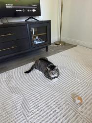 Lost Male Cat last seen Near Bismarck Dr San Jose, CA 95130 United States, San Jose, CA 95130