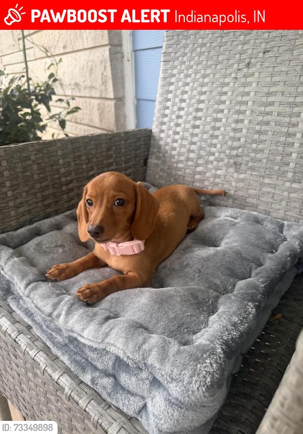 Lost Female Dog last seen Greenfield Ave, Indianapolis, IN 46219