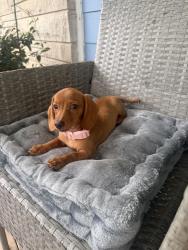 Lost Female Dog last seen Greenfield Ave, Indianapolis, IN 46219