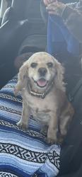 Found/Stray Female Dog last seen Soquel drive 76, Santa Cruz, CA 95065