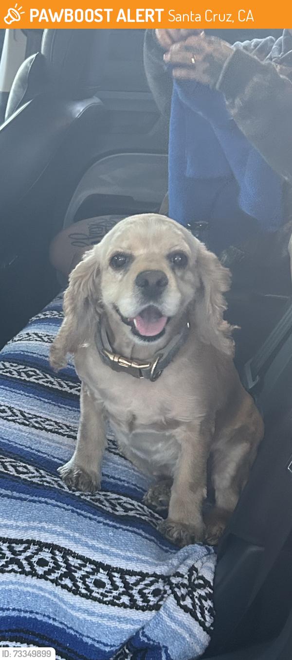 Found/Stray Female Dog last seen Soquel drive 76, Santa Cruz, CA 95065