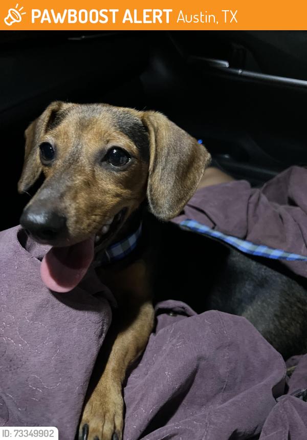 Found/Stray Unknown Dog last seen Near Eayne Riddell Loop, Austin, TX 78748