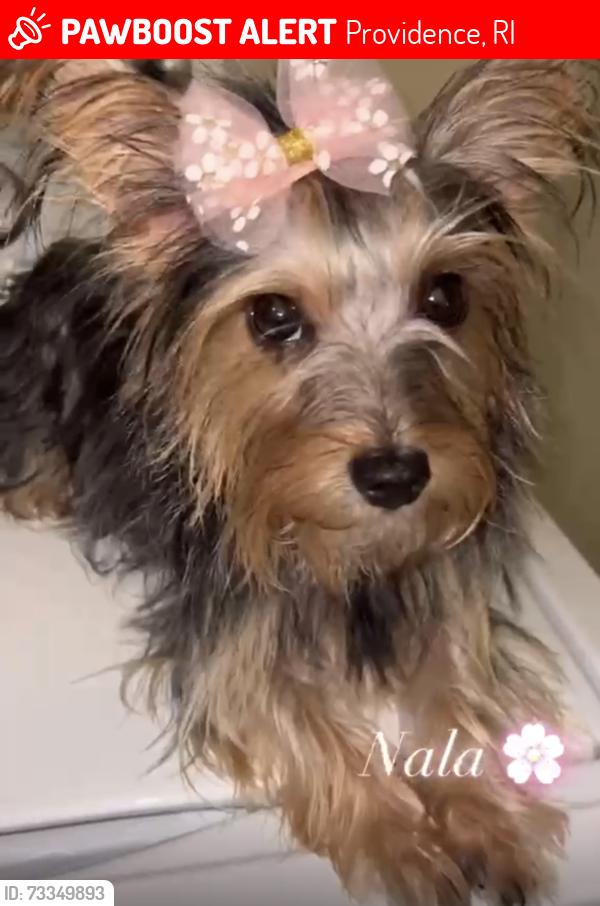 Lost Female Dog last seen Cornplanter Row, Providence, RI 02907