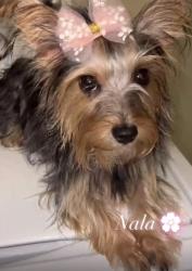 Lost Female Dog last seen Cornplanter Row, Providence, RI 02907