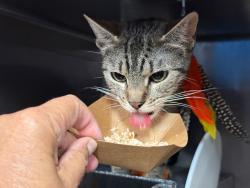 Shelter Stray Female Cat last seen Near E 198 Street, BRONX, NY, 10458, 326 E 110th St, New York, NY 10029, USA