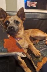 Lost Female Dog last seen Imperial Beach Blvd, Imperial Beach, CA 91932
