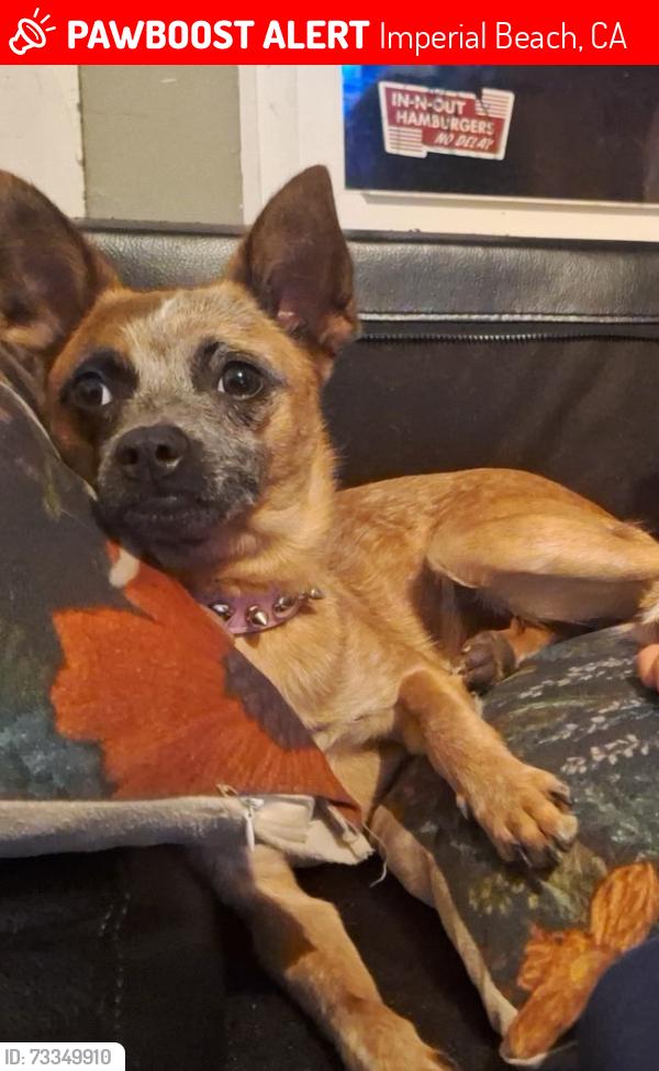 Lost Female Dog last seen Imperial Beach Blvd, Imperial Beach, CA 91932