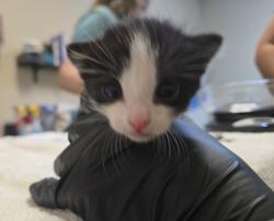 Shelter Stray Male Cat last seen Near N Melrose Drive, Vista, CA, 92083, Oceanside, CA 92058, USA